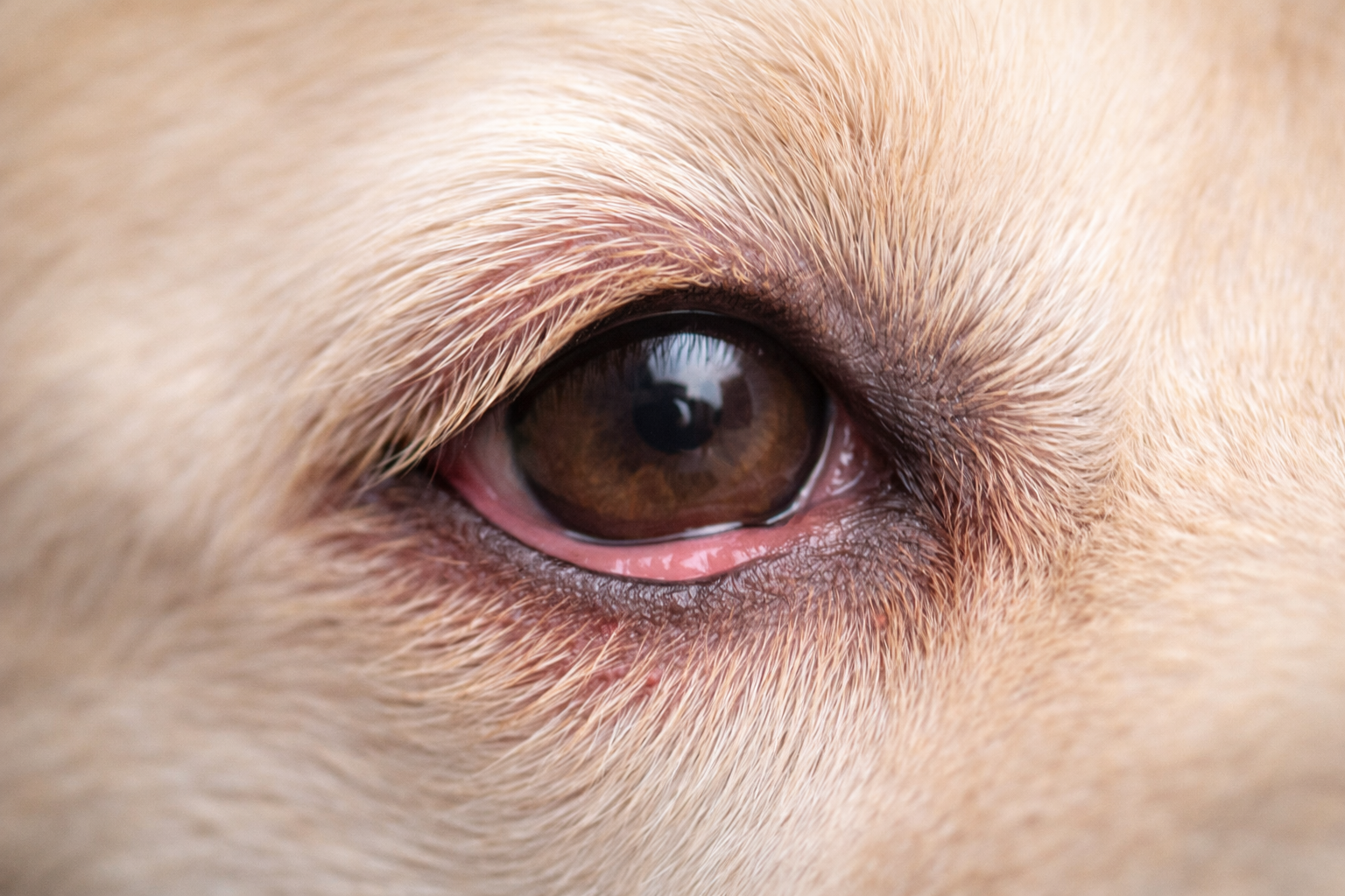 Allergic Conjunctivitis in Dogs and Cats