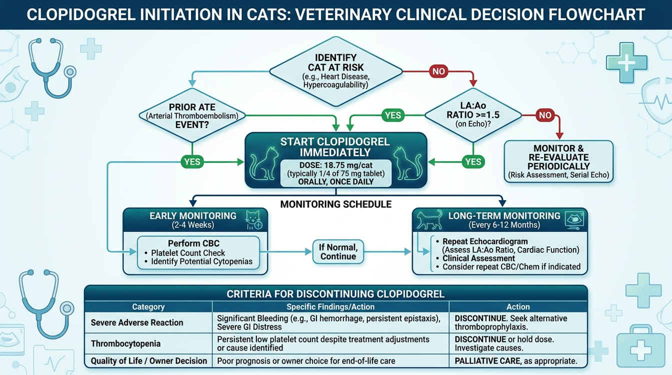 Clinical decision flowchart for starting and monitoring clopidogrel in cats with HCM