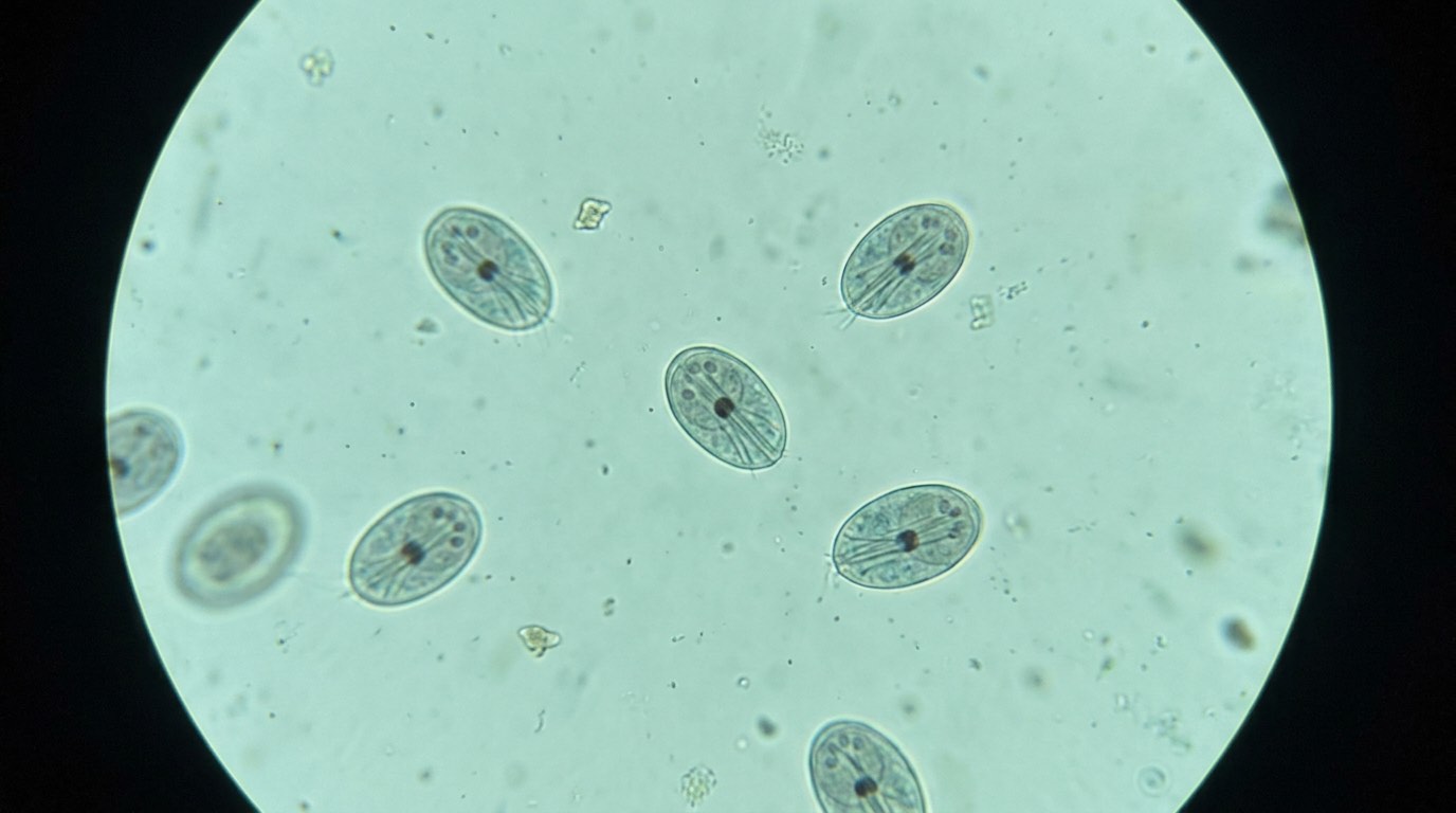Microscopic view of Giardia cysts in a fecal flotation sample