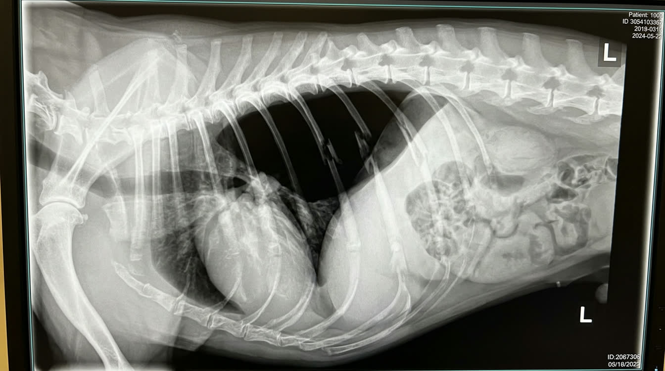 Lateral radiograph showing pneumothorax with lung retraction from dorsal thoracic wall