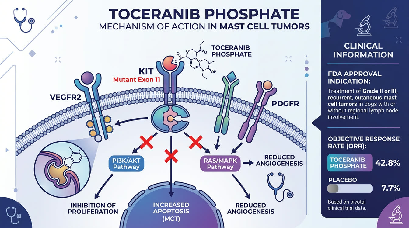Toceranib mechanism of action diagram showing KIT and VEGFR2 inhibition in canine mast cell tumor